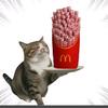猫白白头像
