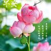 含苞待放头像