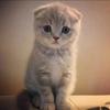 靓靓猫头像