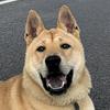 霸总田园犬小虎和管家头像
