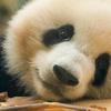 王主头像