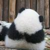 归巢丶头像