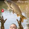会飞的鱼！￥🐟🐟🐟🐟头像