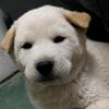 田园犬叁叁叁头像