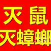 南阳虫姐姐专业灭老鼠蟑螂头像