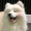 猫meme-满点鱼头像
