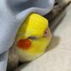 鸟咂头像