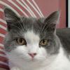 @猫猫追剧头像