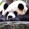 柴火萌宠乐园头像