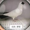 罗哥头像