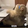 小鱼总头像