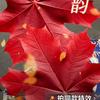 紅葉头像