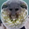 主播龙虾🦐/渡劫头像