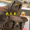 记录自然头像