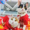 吉祥如意招财猫头像