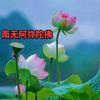 感恩一切头像