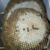 佛山金沙收售蜂蛹批发举报者替我挡灾头像
