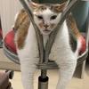 猫粮狗粮～～～甄龙杰头像