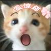 猫meme震惊猫头像