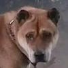 九龙田园犬，猎犬，五黑，土松，虎斑批发头像