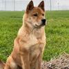 田园犬专家之哮天神犬头像