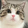 绝世好猫～猫meme头像