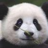 嗨胖哒编辑部头像