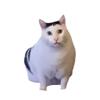 芝士小猫头像