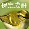 保定成哥柳莺食头像