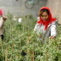 华美古装头像