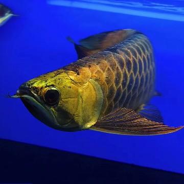 龙凤呈祥水族头像