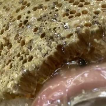 野蜂蜜山里人头像