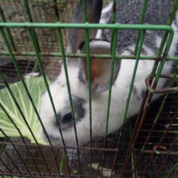 小白侃王者头像