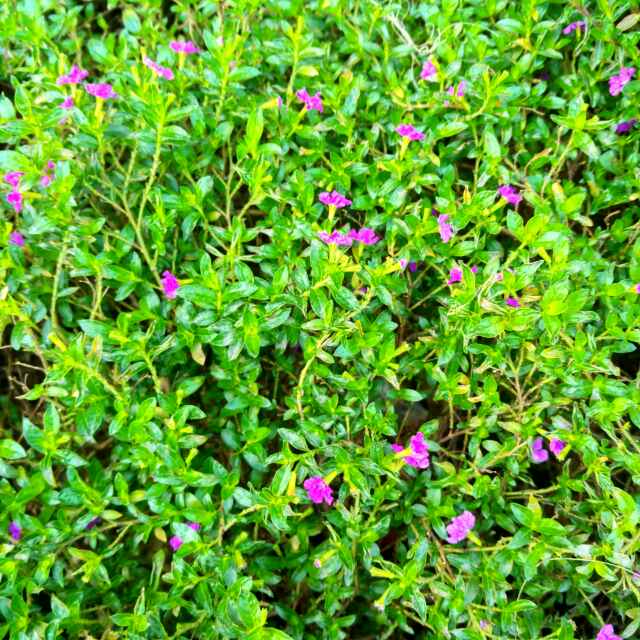 竹叶青153542090头像