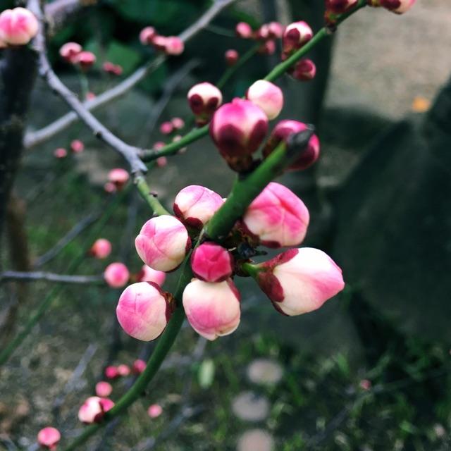 Noevir日本定居头像