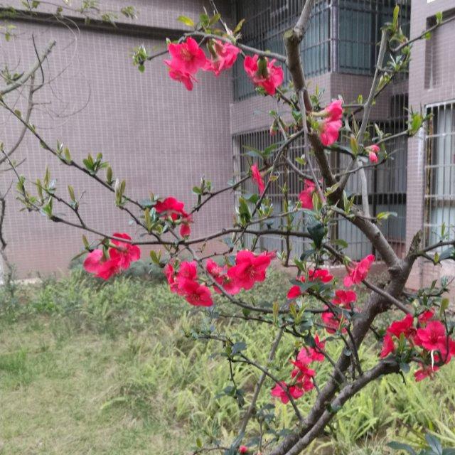 西充火王厨电头像
