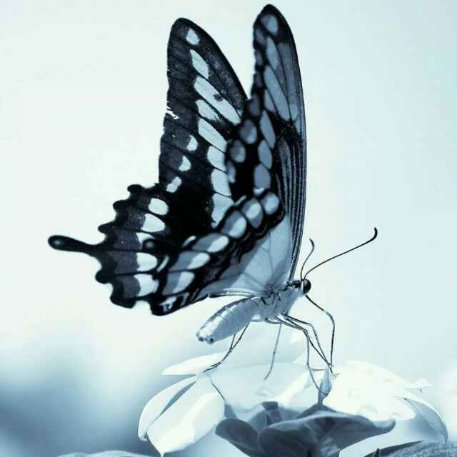 蝴蝶飞飞160393290头像