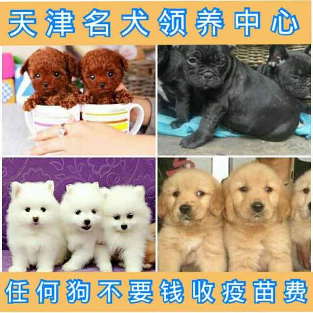 名犬免费领养基地头像