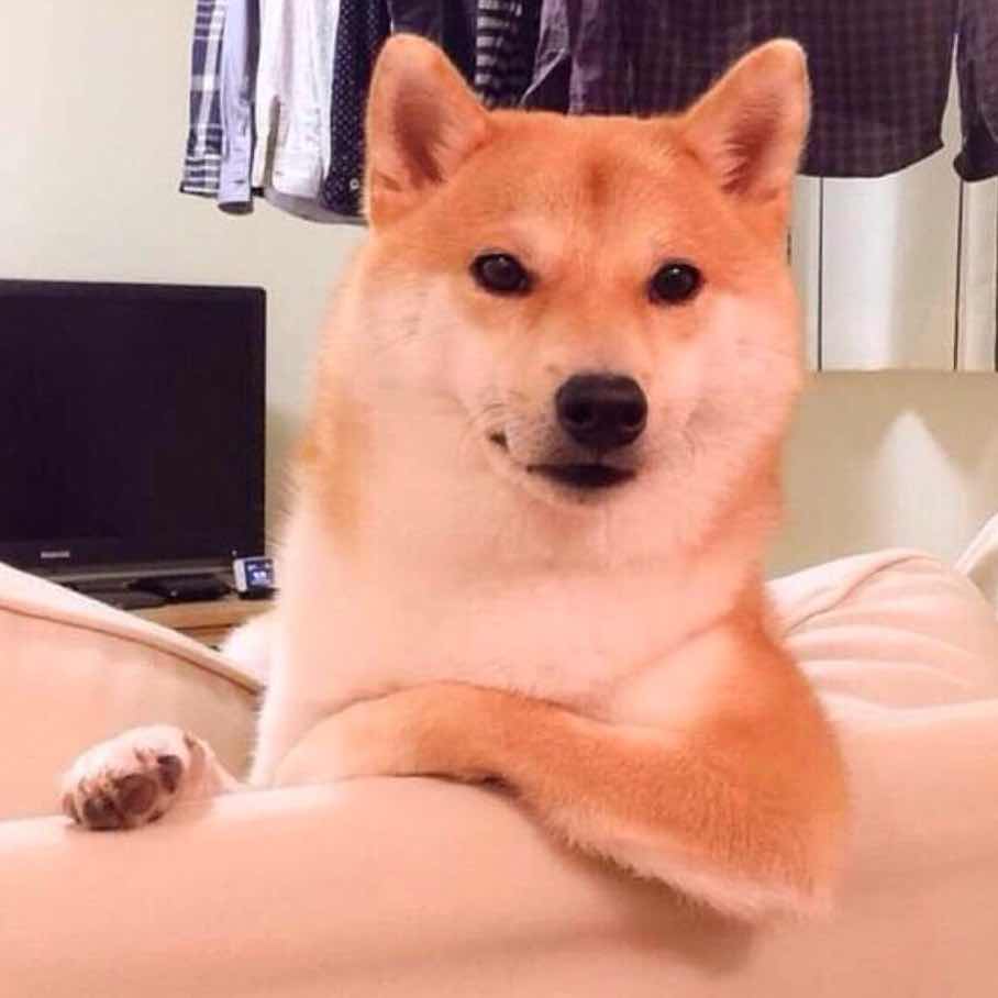 单身狗协会常务副会长头像