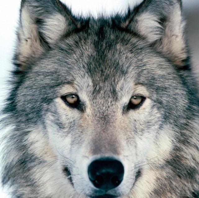 北方的狼2南方的姑娘