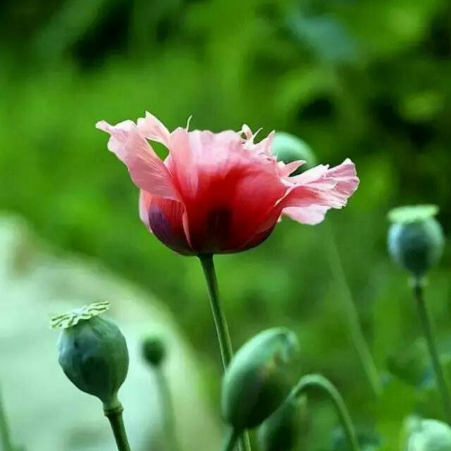 罂粟花162366944头像