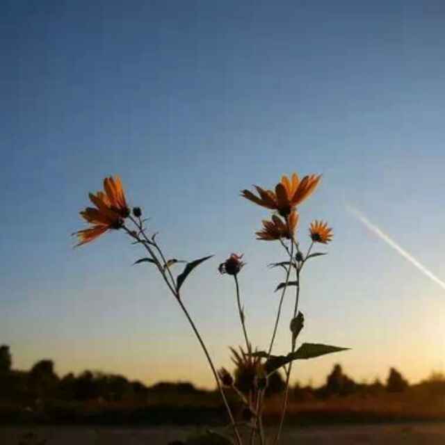 花草164078739头像