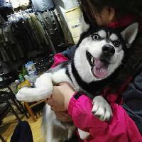 猫狗族头像
