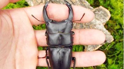 养锹甲 西瓜视频