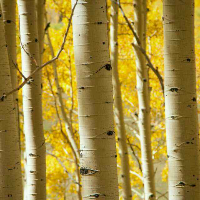 亭亭白桦在眼前头像