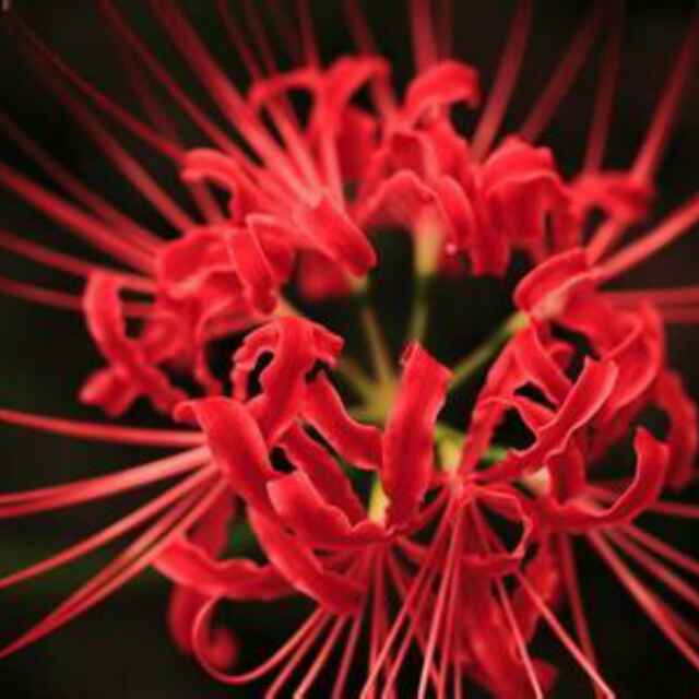 彼岸花开143015710头像