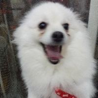 可爱的小球球头像