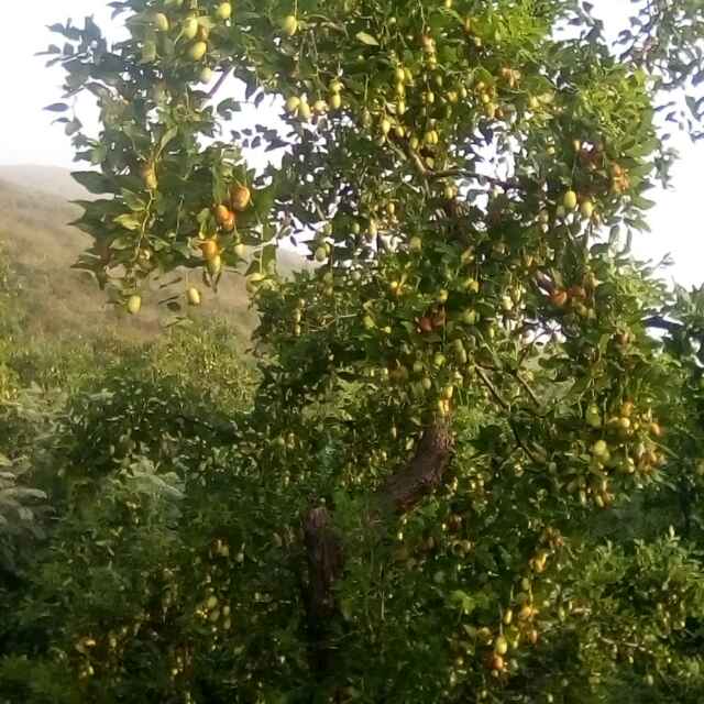牧羊人146806220头像