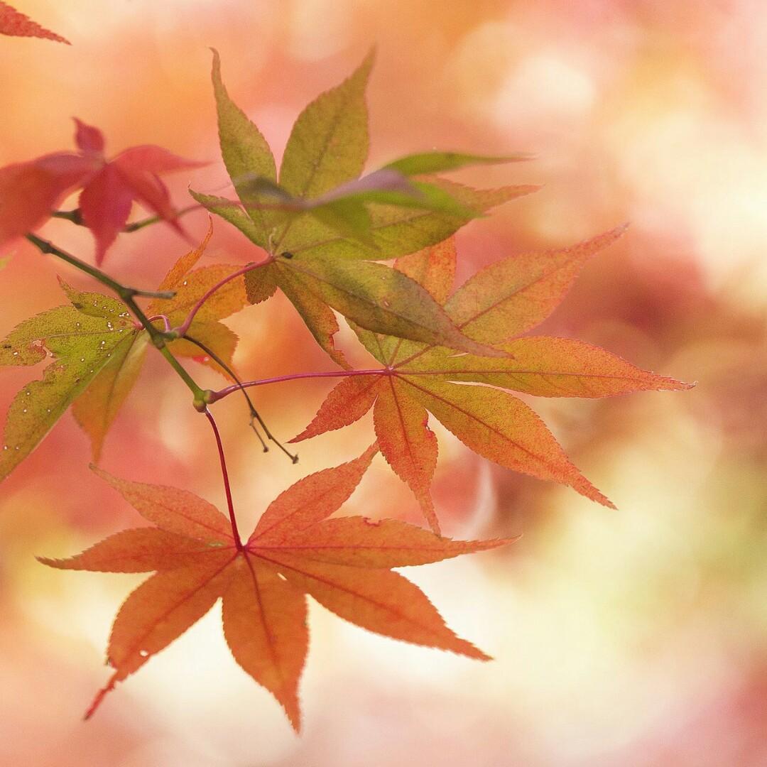 雨后清晨迎曙光头像
