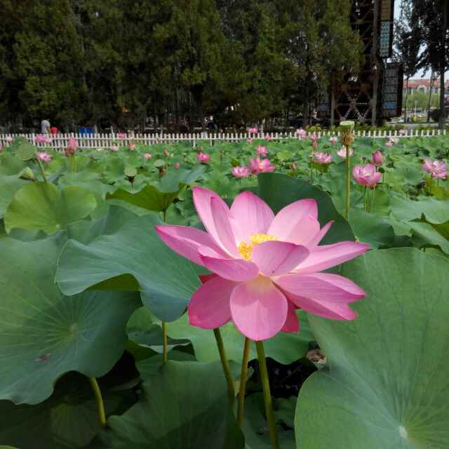 春天83348602头像